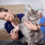 Gray Maine Coon cat at the vet