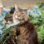 Brown Maine Coon sitting in a leafy green garden