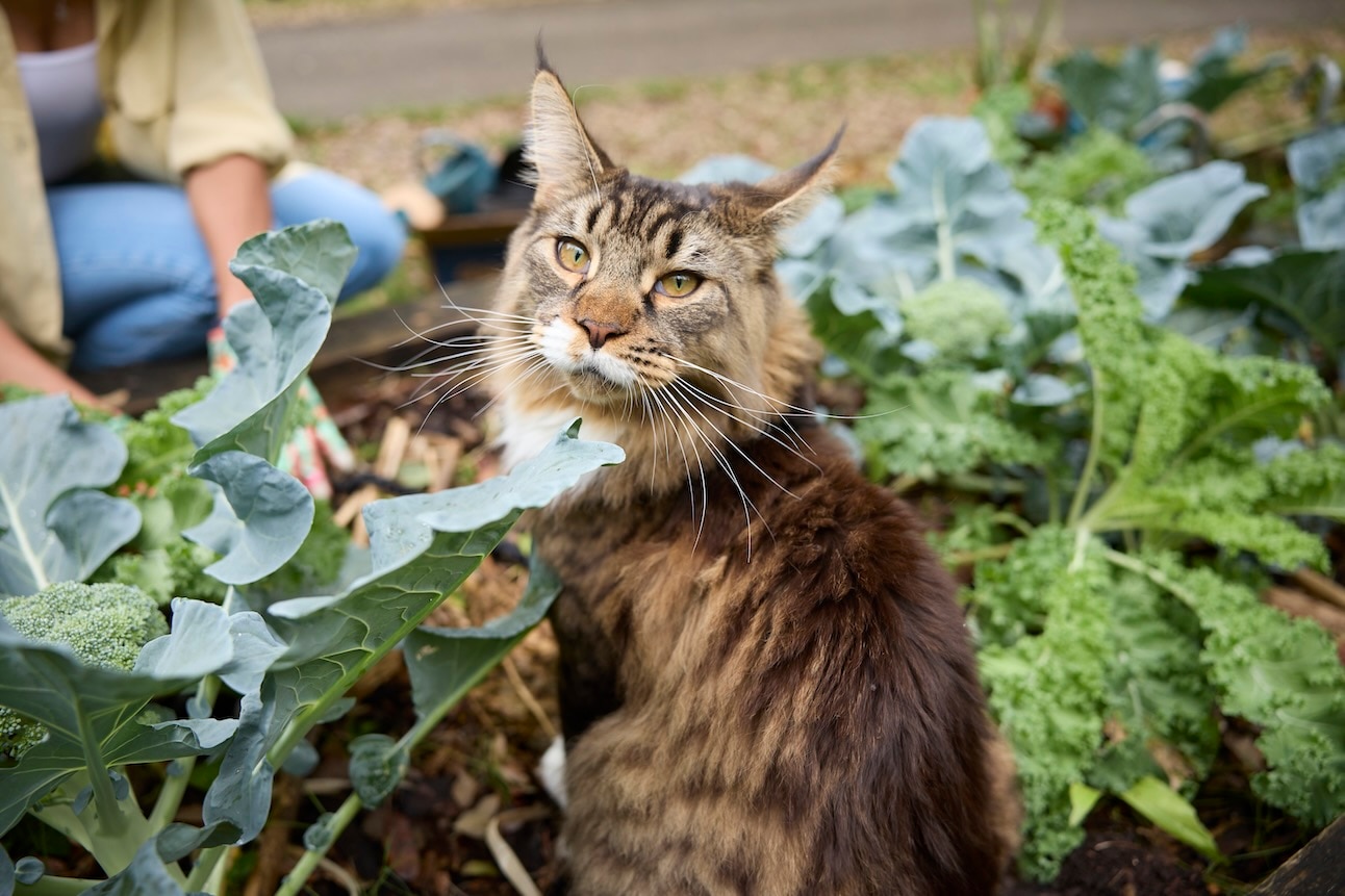Brown Maine Coon sitting in a leafy green garden