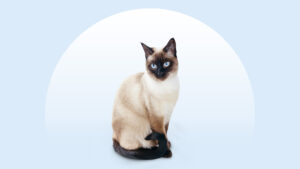 Siamese Cat