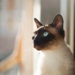Siamese cat looking out window