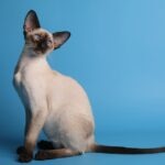 Siamese cat sitting on a blue background