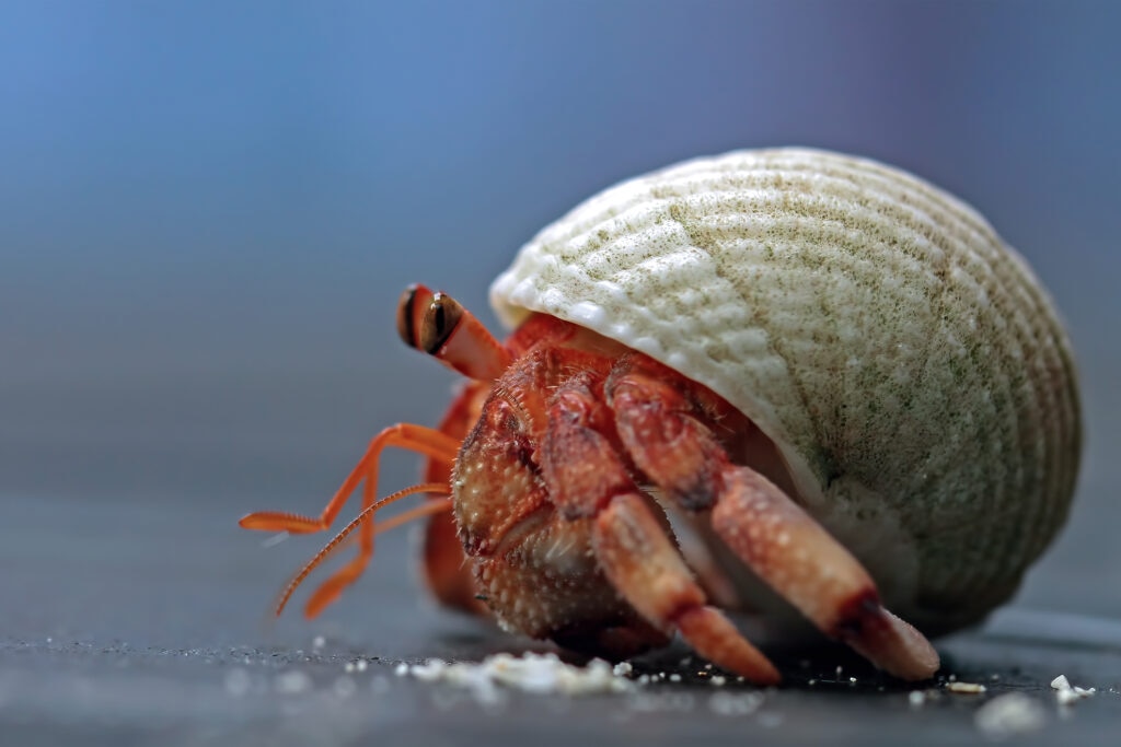 Pet hermit crab up close