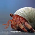 Hermit Crab Care Sheet