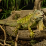 Green Iguana Care Sheet