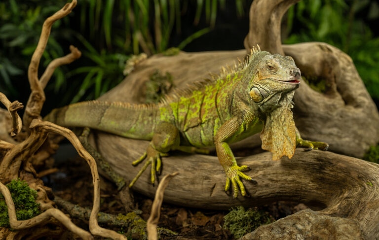 Pet green iguana up close