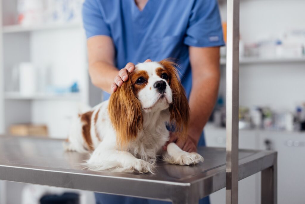 A cavalier king charles spaniel at the vet. Learn why ibuprofen is dangerous to dogs.