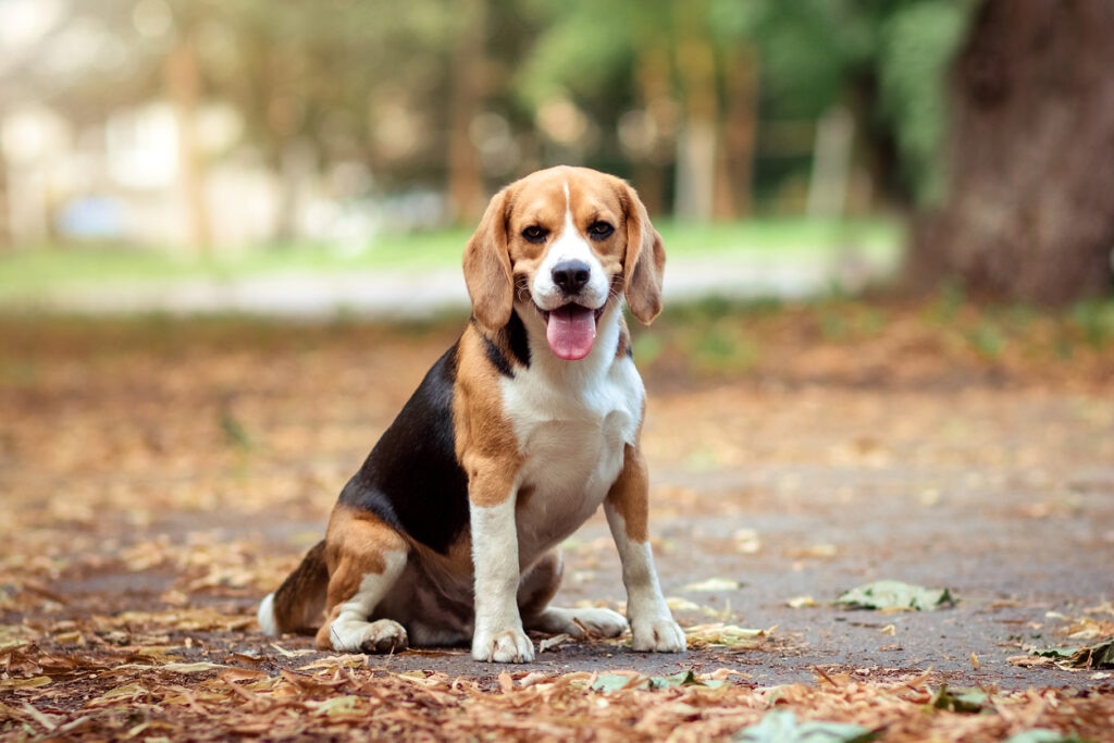 tricolor beagle sitting outside