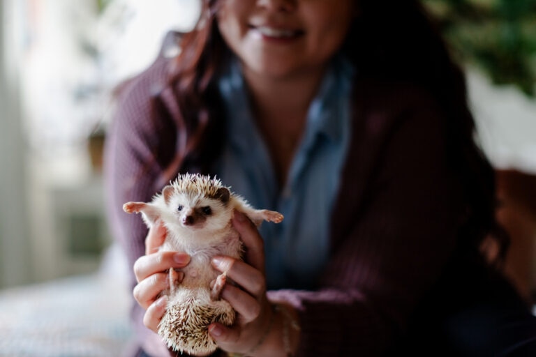 Person holding a pet hedgehog
