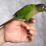 Green-Cheeked Conure Care Sheet
