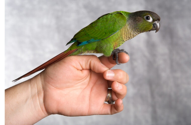 green cheeked conure perched on human hand