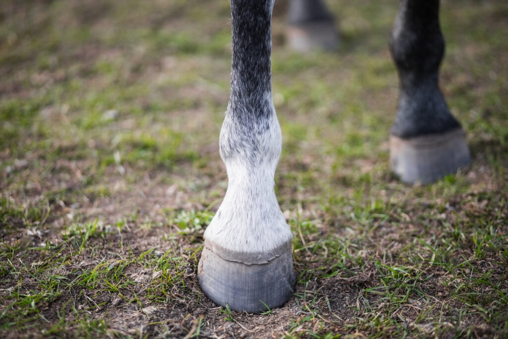 horse hooves standing on grass