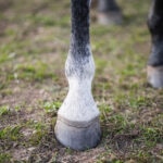 What Is Canker in Horses? What Are the Signs?