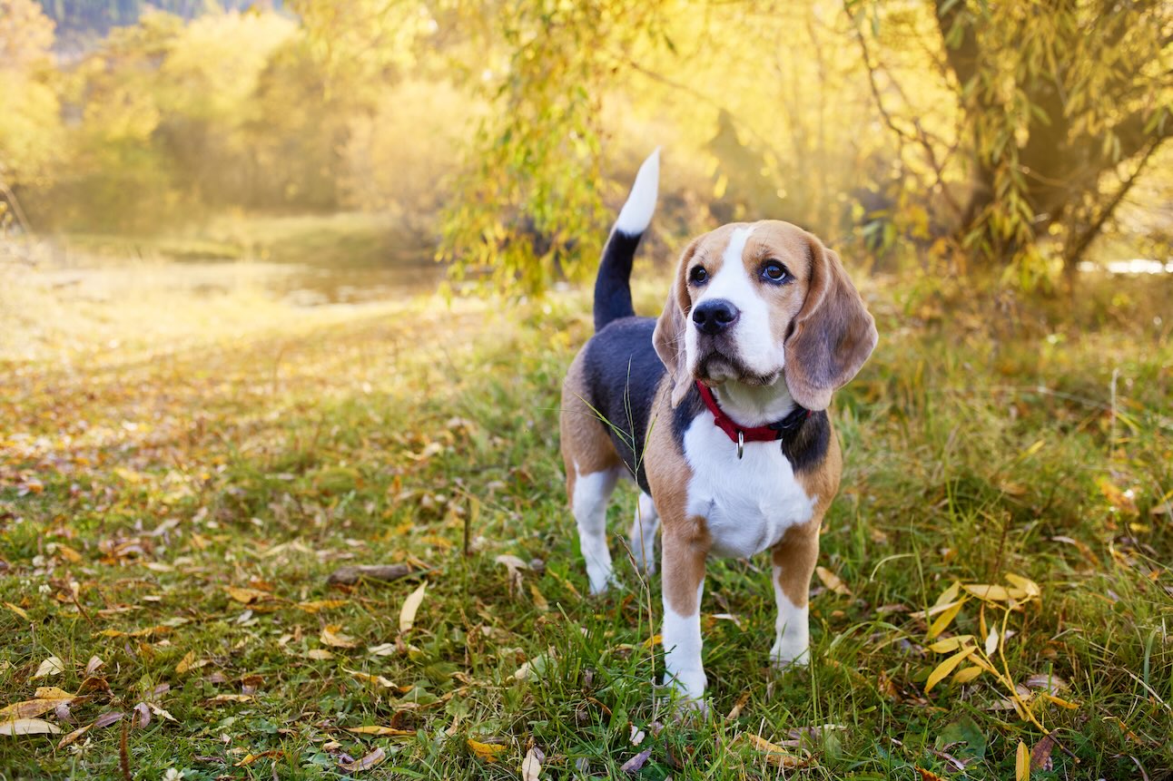 A beagle, one of the best hunting dogs, standing outside