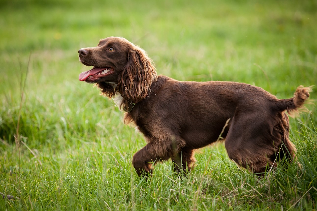 A Boykin Spaniel, a hunting dog, walking through tall grass