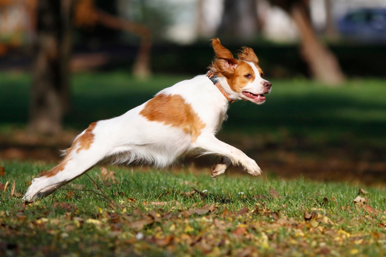 A Brittany, one of the best hunting dog breeds, running through grass