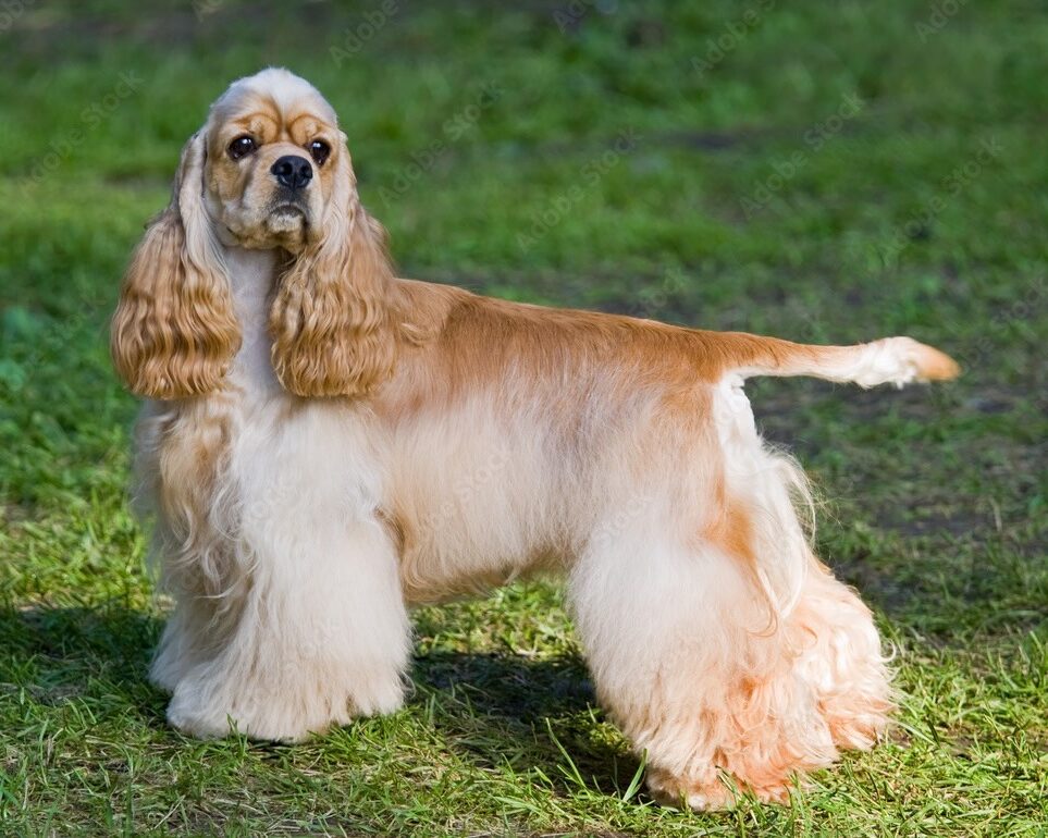 An American Cocker Spaniel standing proudly in grass