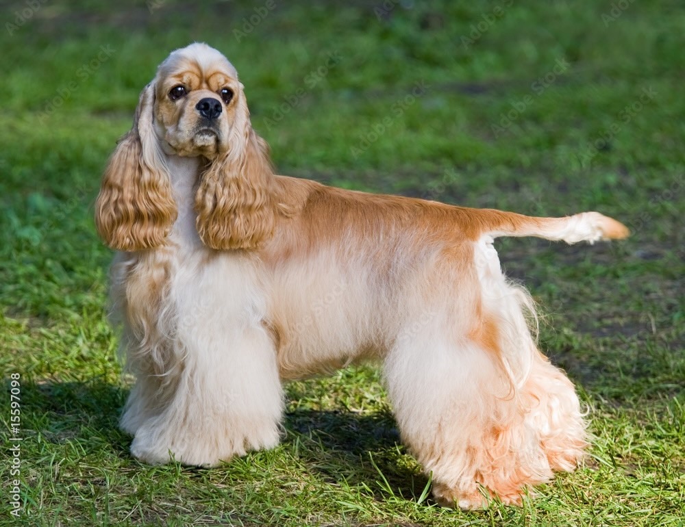 A Cocker Spaniel, a hunting dog, standing to the side