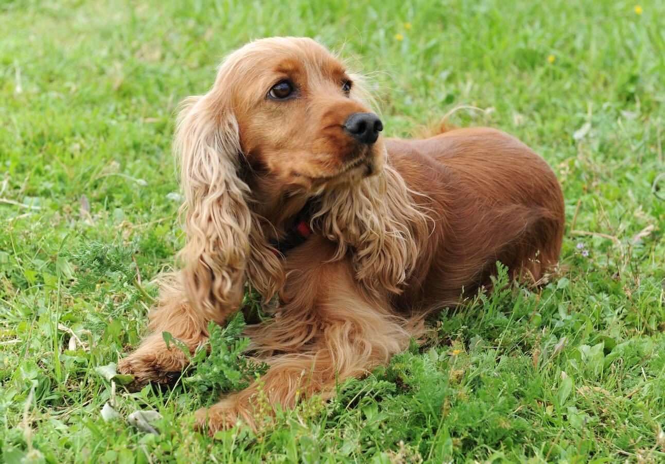 An English Cocker Spaniel, a hunting dog breed, lying in grass