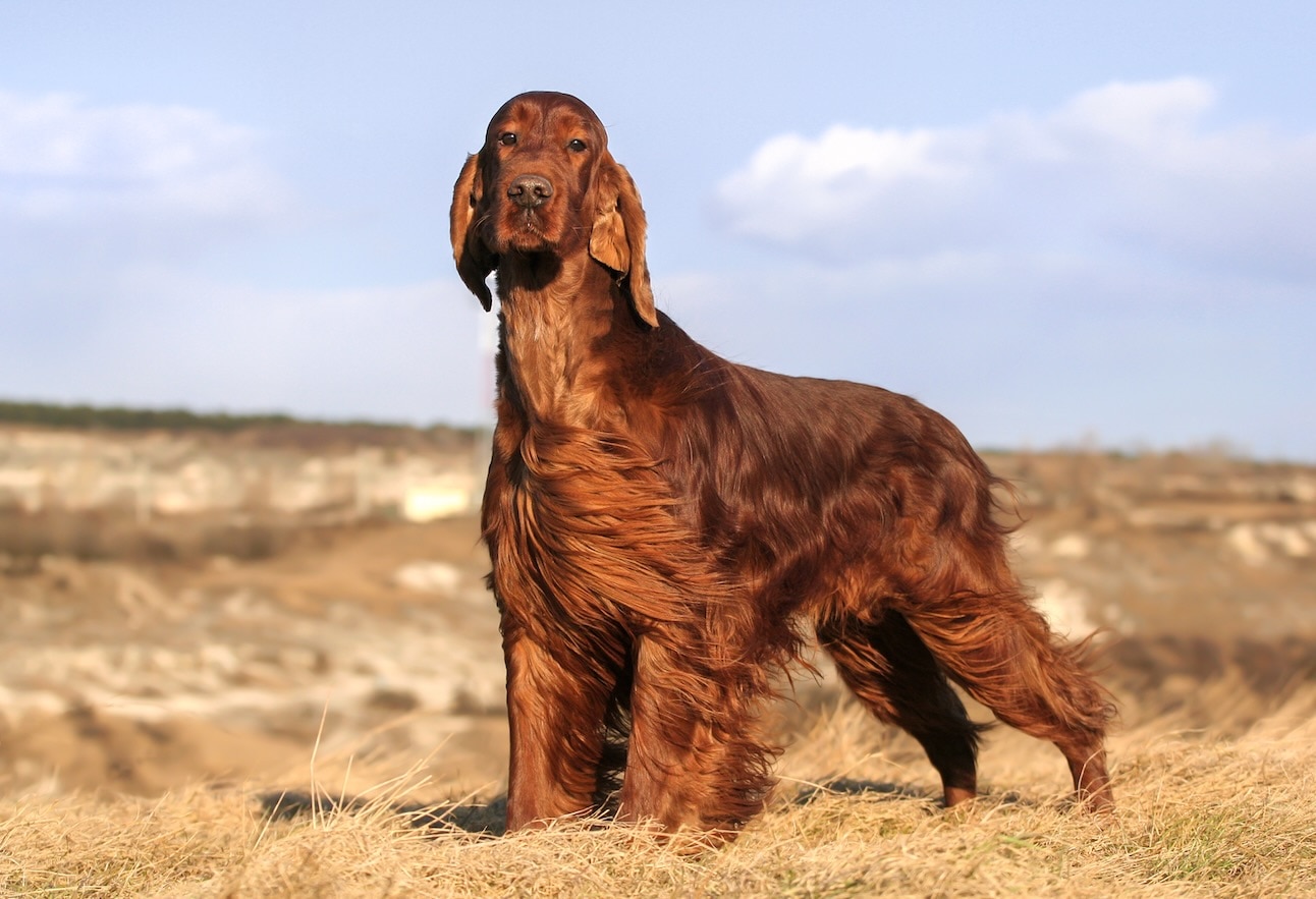 A red Irish Setter, a hunting dog breed, standing on a windy hill
