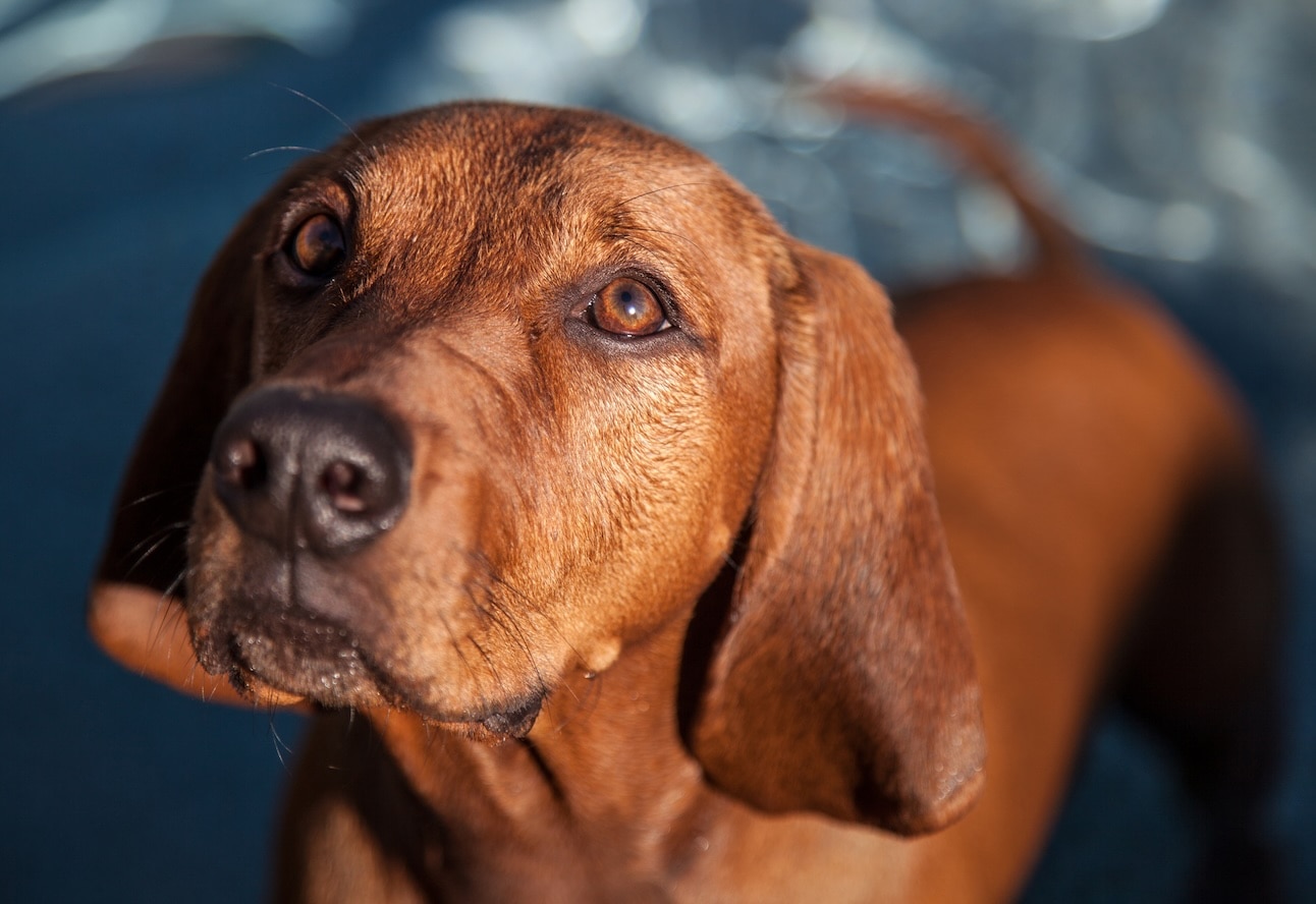 redbone coonhound dog close-up