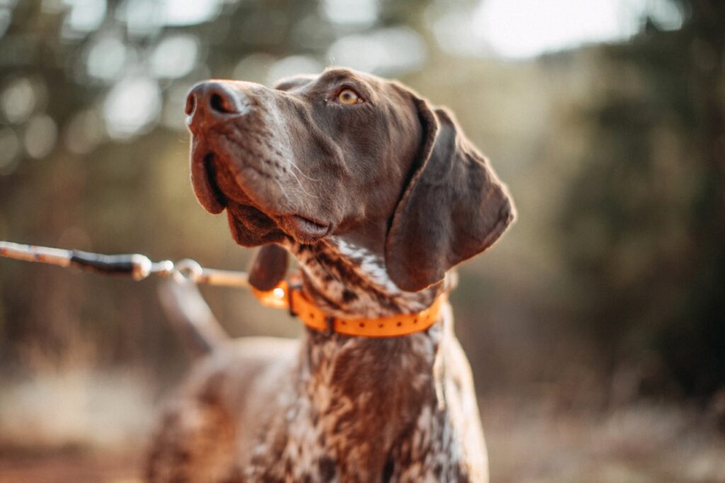 Close-up of a German Shorthaired Pointer, on of the best hunting dog breeds, outside on a leash
