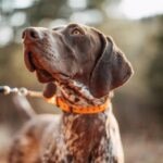 20 of the Best Hunting Dogs