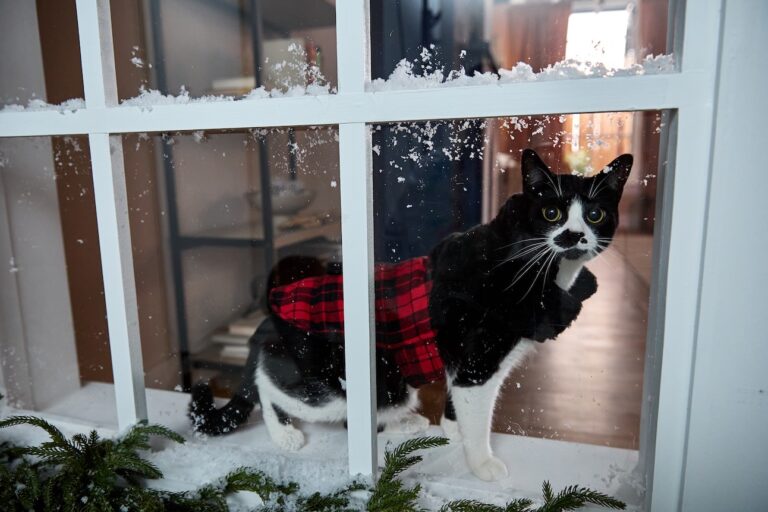 A black and white cat wearing a jacket standing on a winter windowsill. Learn to see signs your cat is cold.