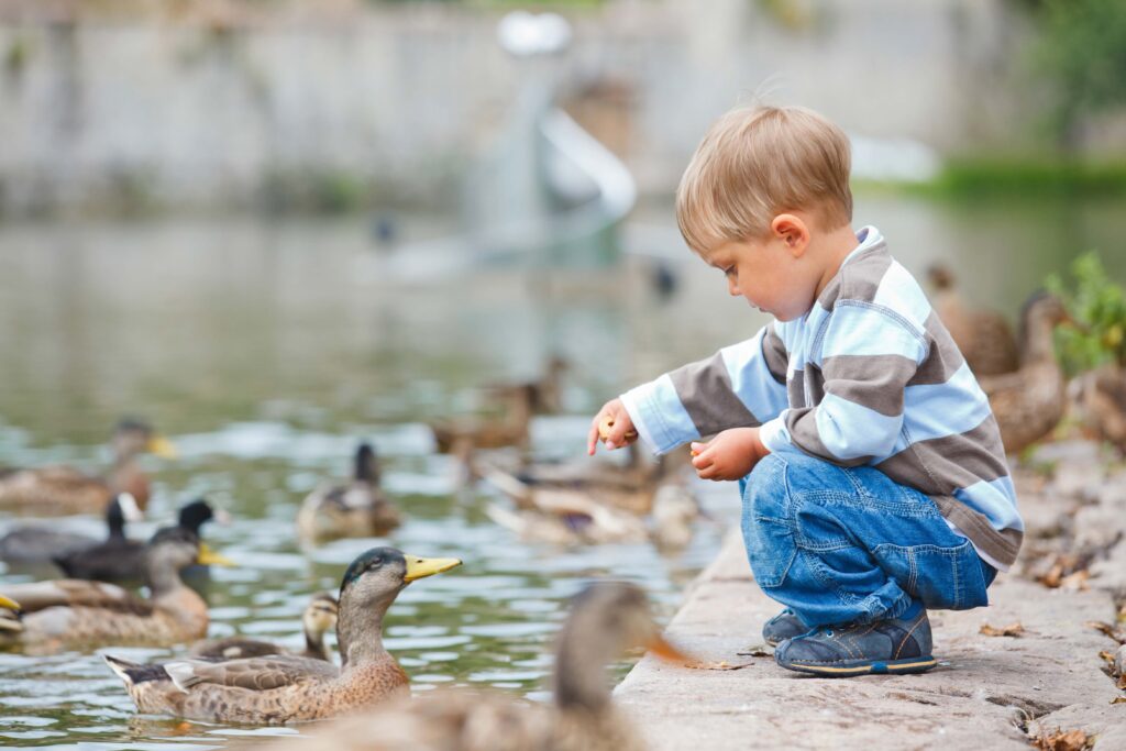 little boy feeding ducks in water