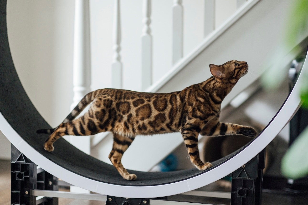 A large Bengal, a spotted cat breed, walking on a cat wheel
