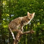 A Bengal cat balancing on a tree limb