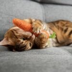 A Bengal cat playing with a catnip carrot toy