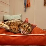 A Bengal cat lying on an orange cat bed
