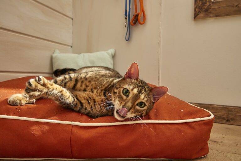 A Bengal cat lying on an orange cat bed