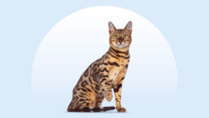 Bengal Cat