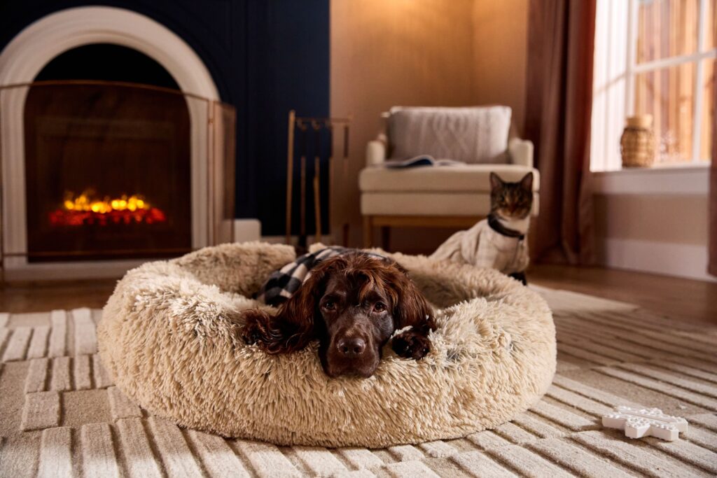 A dark brown English setter and a tricolor tabby cat, both in checkered coats, hang out in front of a fireplace in a living room.