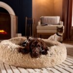 Can Dogs and Cats Get Seasonal Depression?