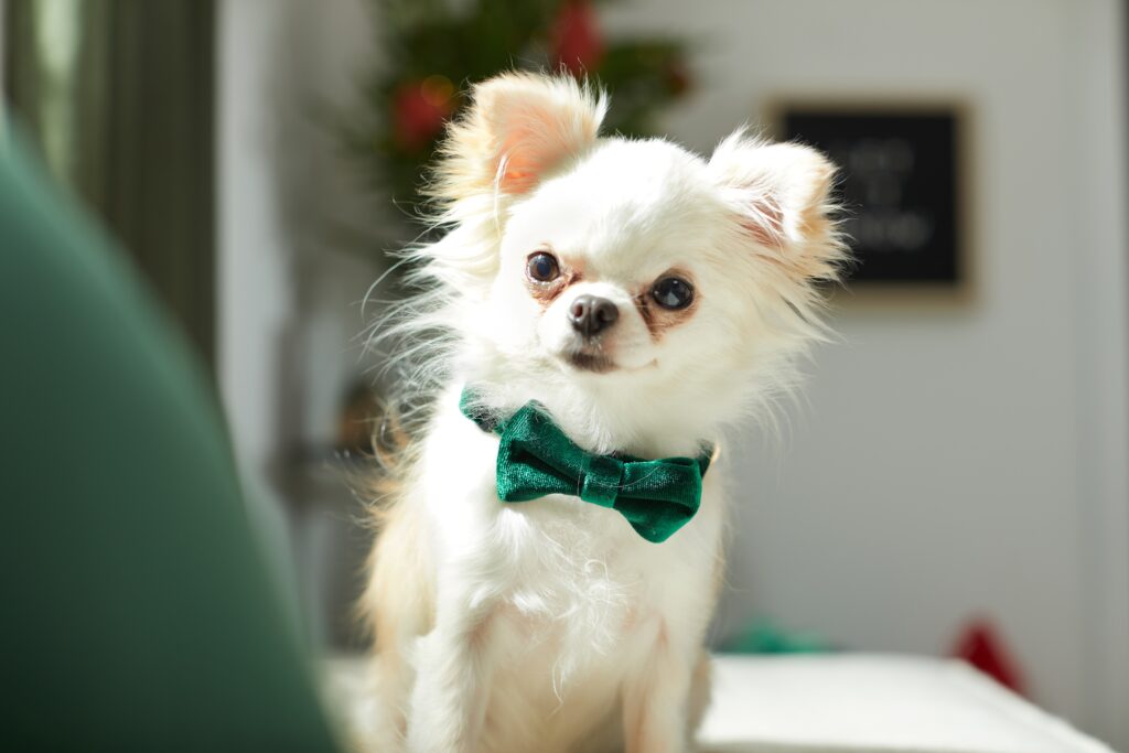A white long-haired Chihuahua in a green bow tie stares inquisitively at the camera, with a holiday wreath in the background.