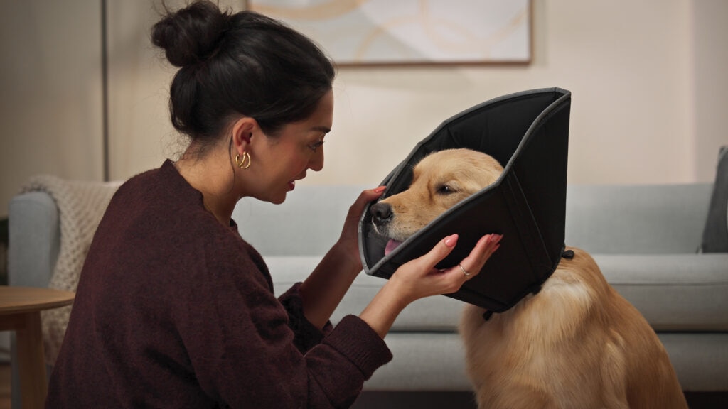 A Golden Retriever wearing a recovery cone sits with his mom.