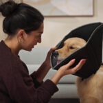 Ear Mites in Dogs: Signs, Causes, and How To Help Your Pup