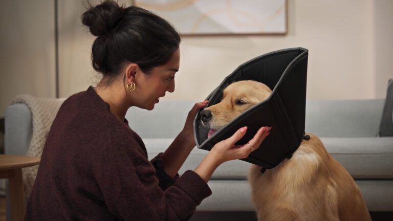 A Golden Retriever wearing a recovery cone sits with his mom.