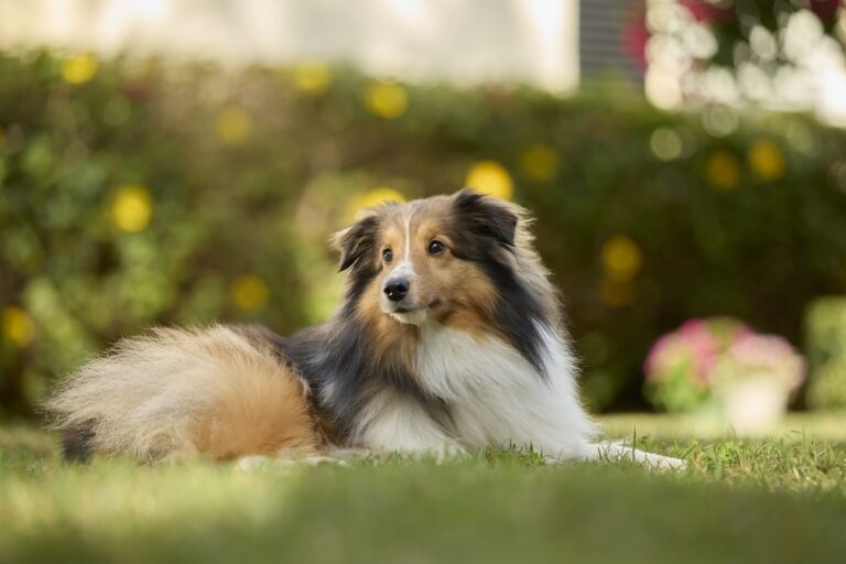 A Shetland Sheepdog lying in grass. Learn the difference between Shelties vs. Collies
