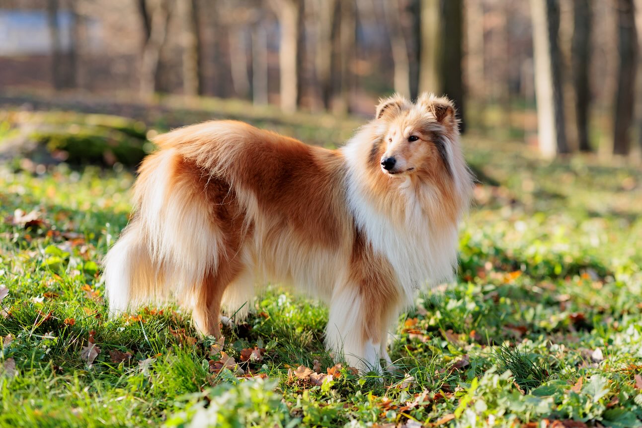 A fluffy rough Collie standing outside in the sun
