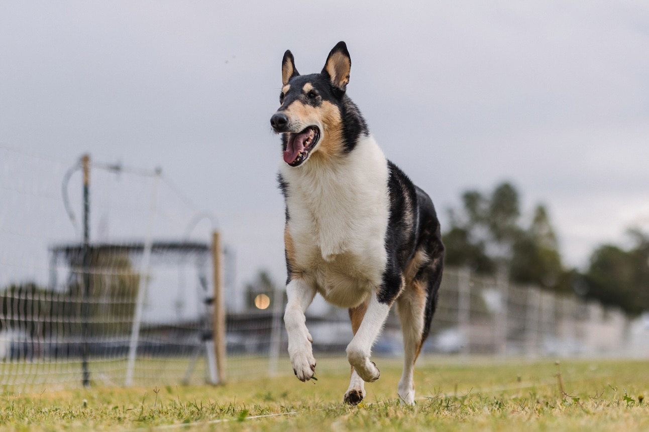 A tricolor Smooth Collie running
