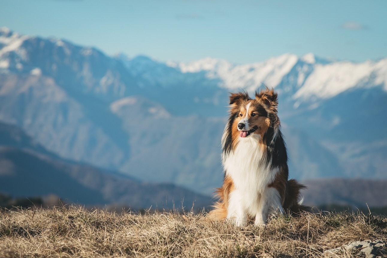 A Shetland Sheepdog sitting in front of a mountainscape