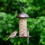 Where To Place Bird Feeders in Your Yard