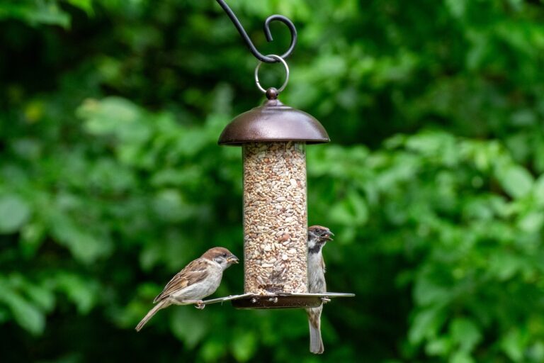 Two small birds eat seeds from a tube feeder. Learn where to place bird feeders.