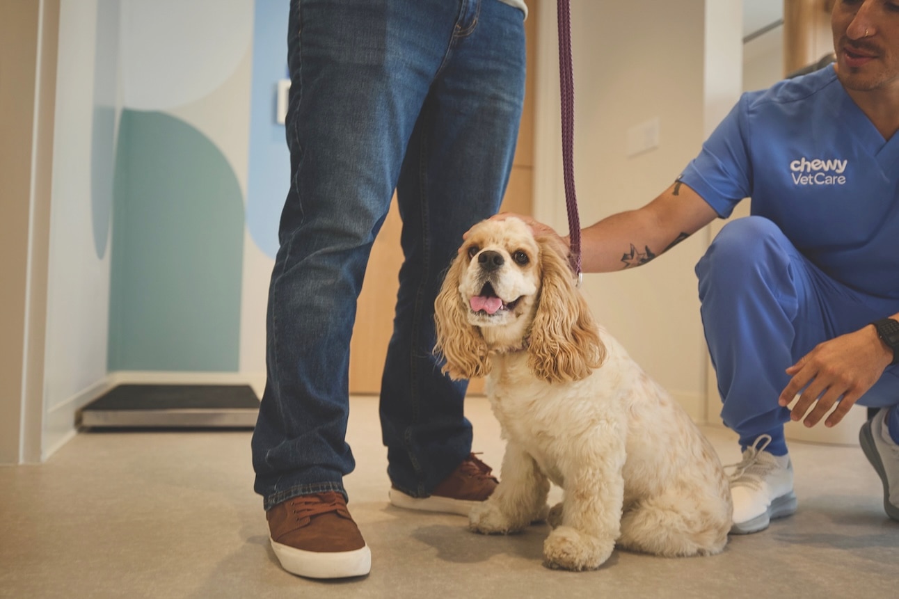 A beige Cocker Spaniel sitting at a Chewy Vet Care location