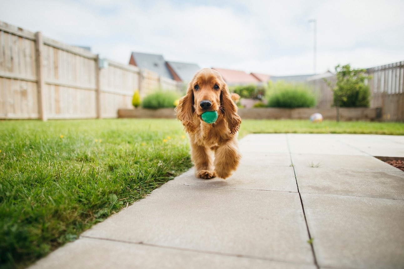An English Cocker Spaniel in a backyard carrying a ball in her mouth