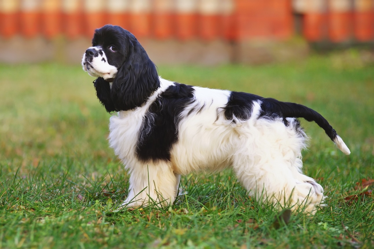 A black and white American Cocker Spaniel standing in grass